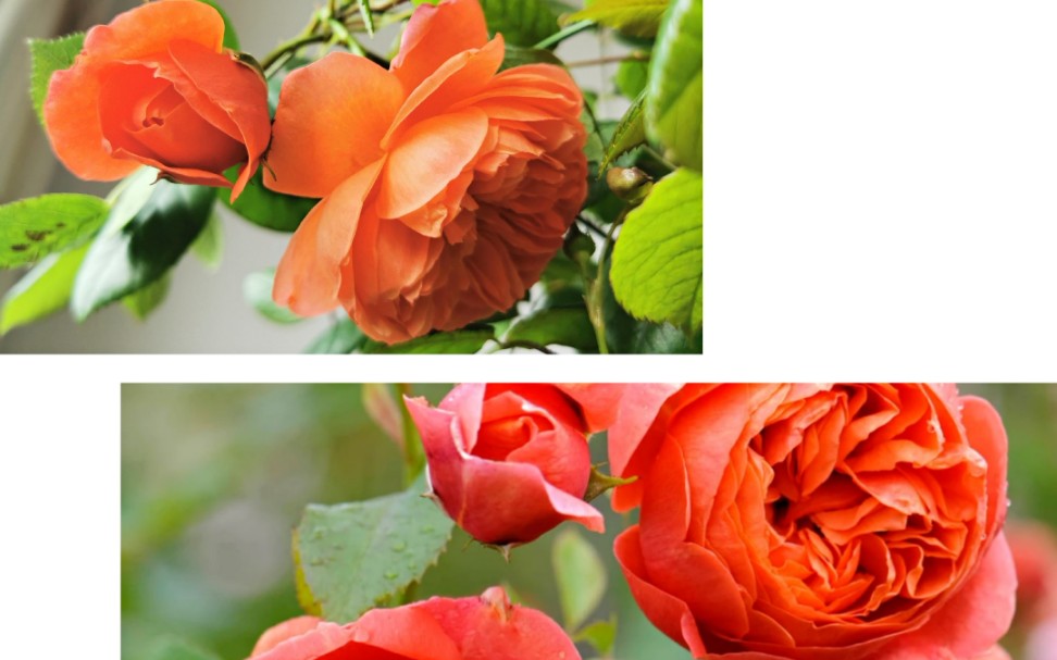 让无数养花人敬而远之的颂夏月季,关于它你想知道的一些反馈信息.