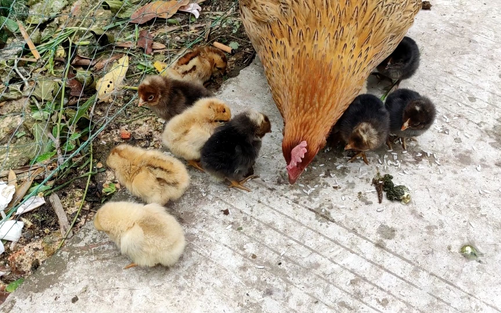 16个鸡蛋孵出10个小鸡,这回拿个筐罩住,老鹰应该抓不到了