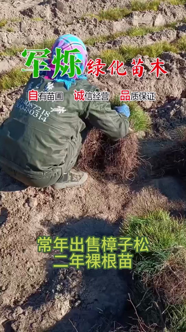 樟子松三年苗木多少钱一株 #樟子松树苗多少钱一颗 #樟子松苗哪里有