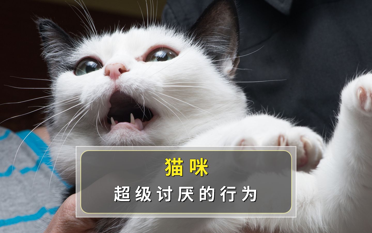 猫咪很讨厌这5种行为,别再做了哔哩哔哩bilibili