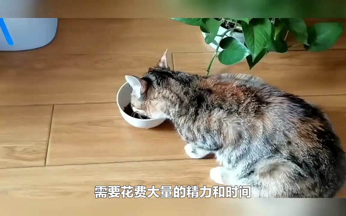 新手养猫需要准备什么养猫注意事项哔哩哔哩bilibili