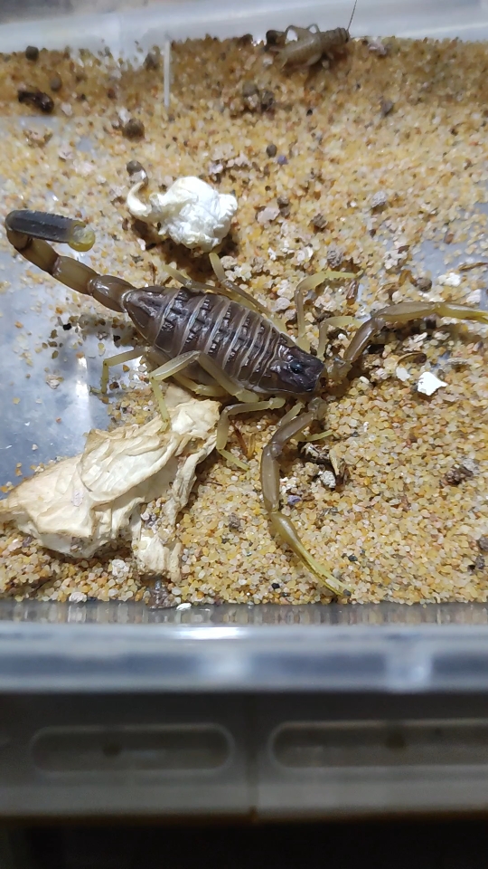 约旦滑尾邬金蝎