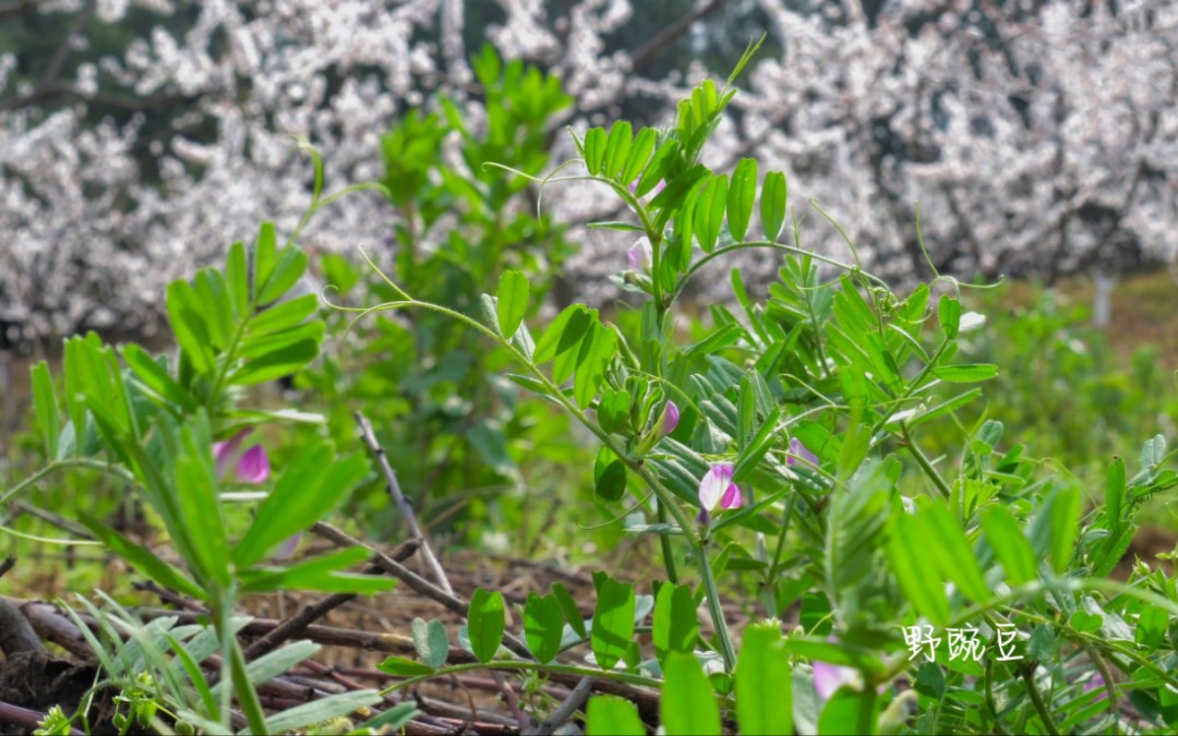 挖野菜系列 | 2023春之踏青赏花挖野菜哔哩哔哩bilibili