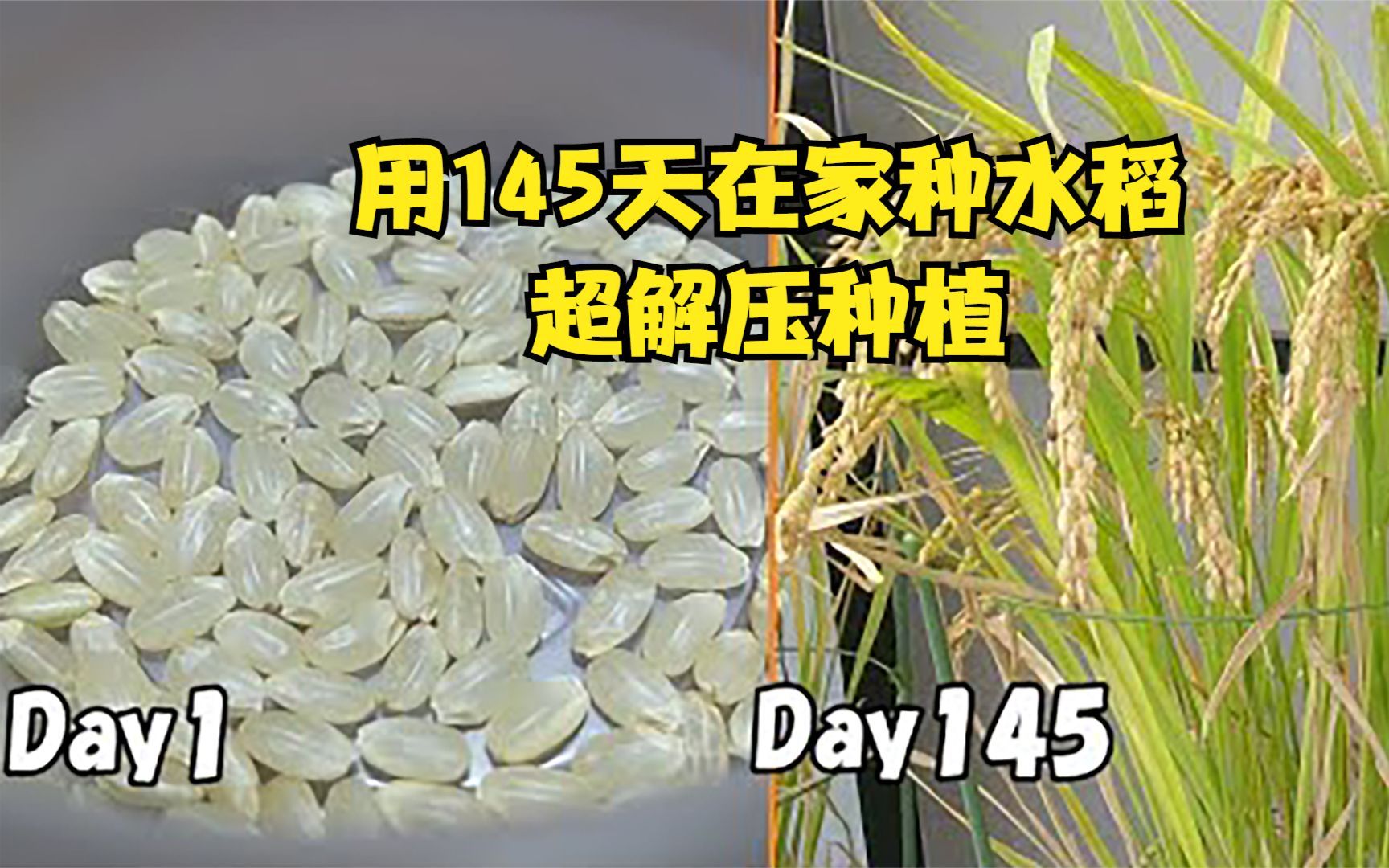 用145天在家种水稻,仅用30粒大米实现大米自由,超解压种植!哔哩哔哩bilibili