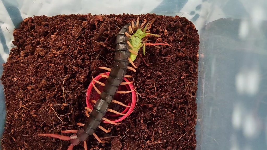 多棘捕食饲之螽_哔哩哔哩_bilibili