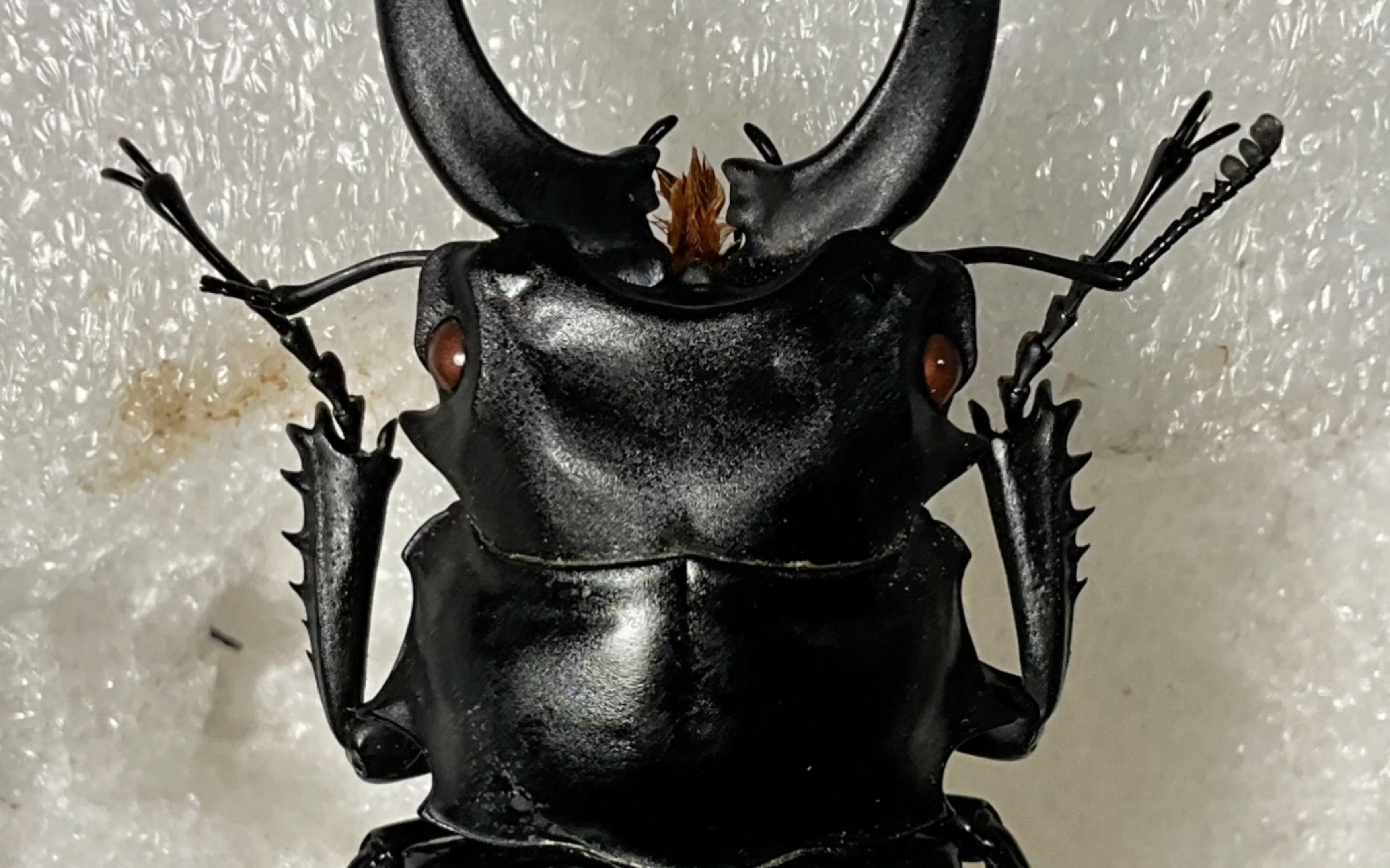 最近在收集鬼艳,收了只86 的越南产鬼艳锹甲,超帅!