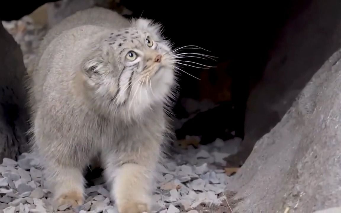 可爱看起来蠢萌的兔狲