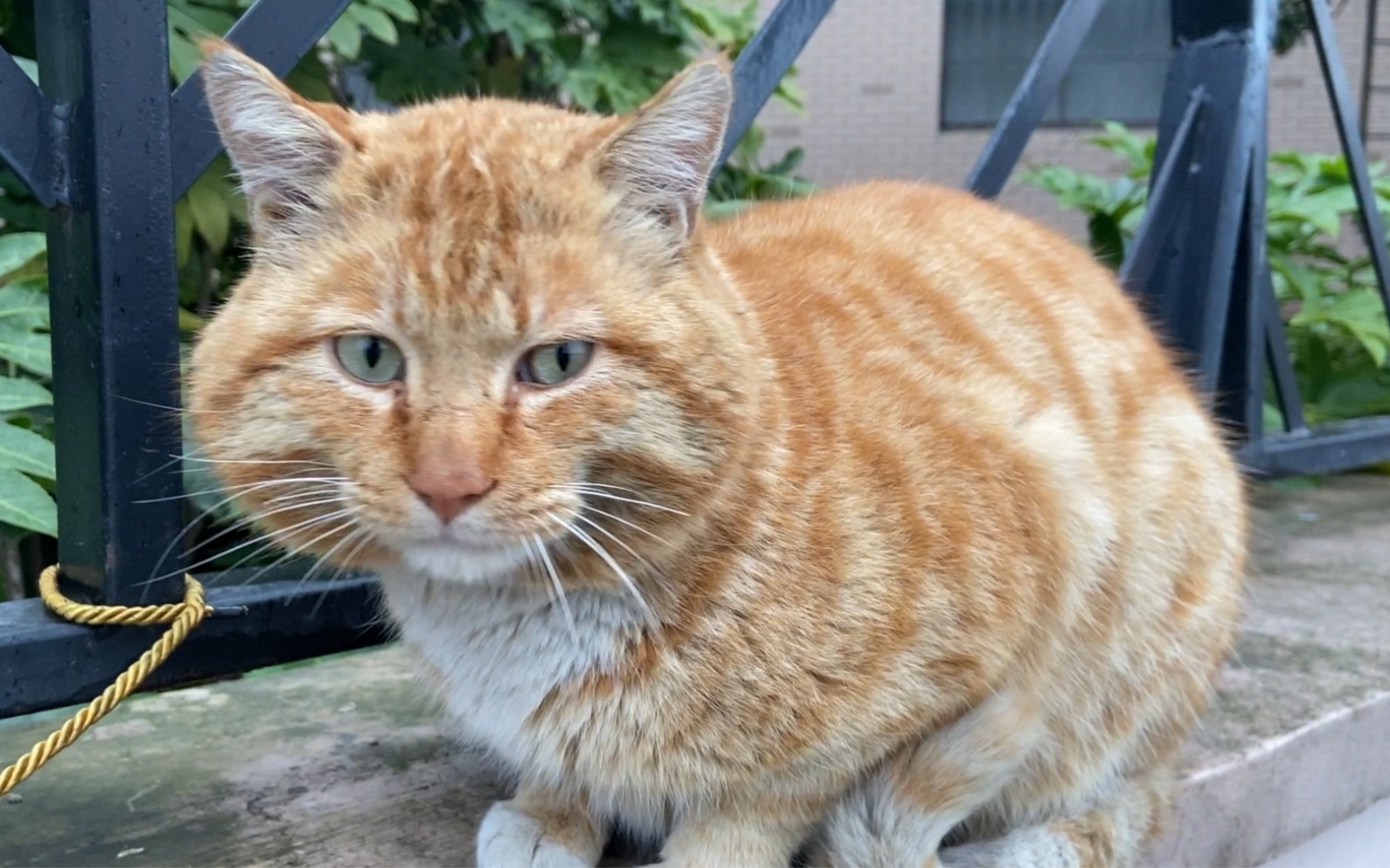 超胖橘猫图片大全壁纸-千图网