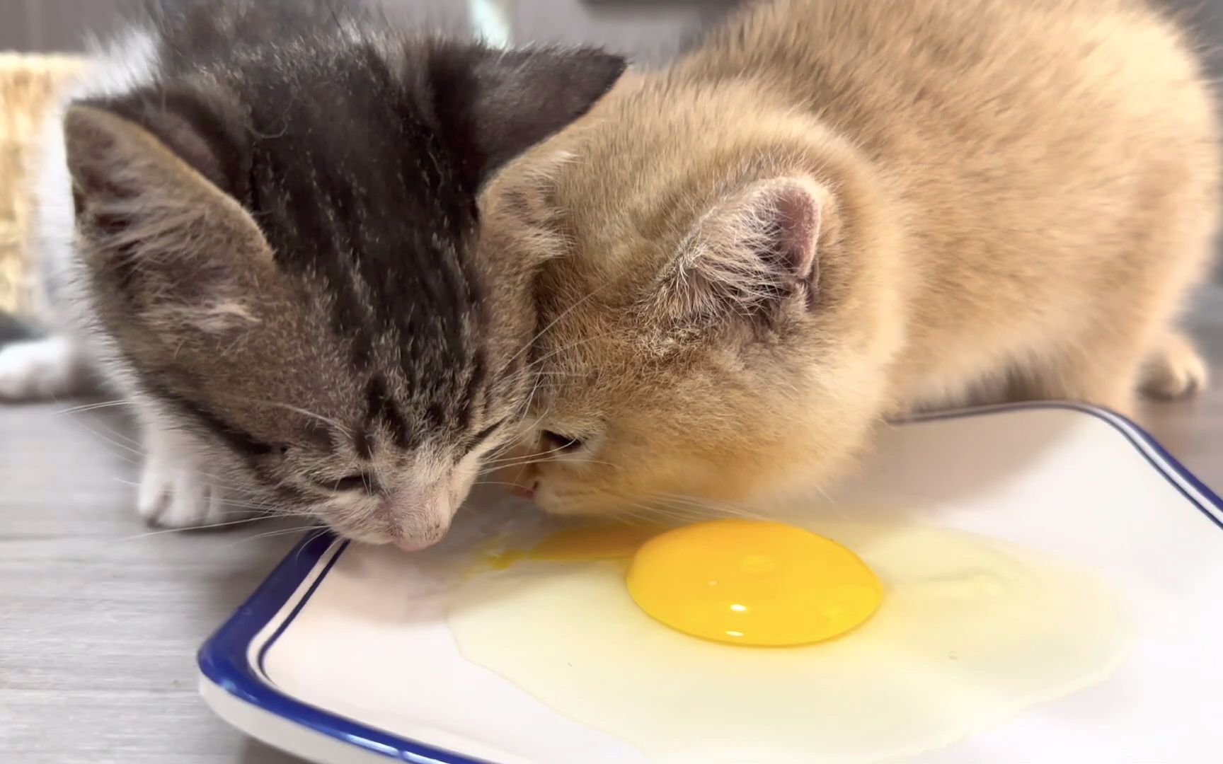 【与猫住】可爱的小猫第一次吃鸡蛋