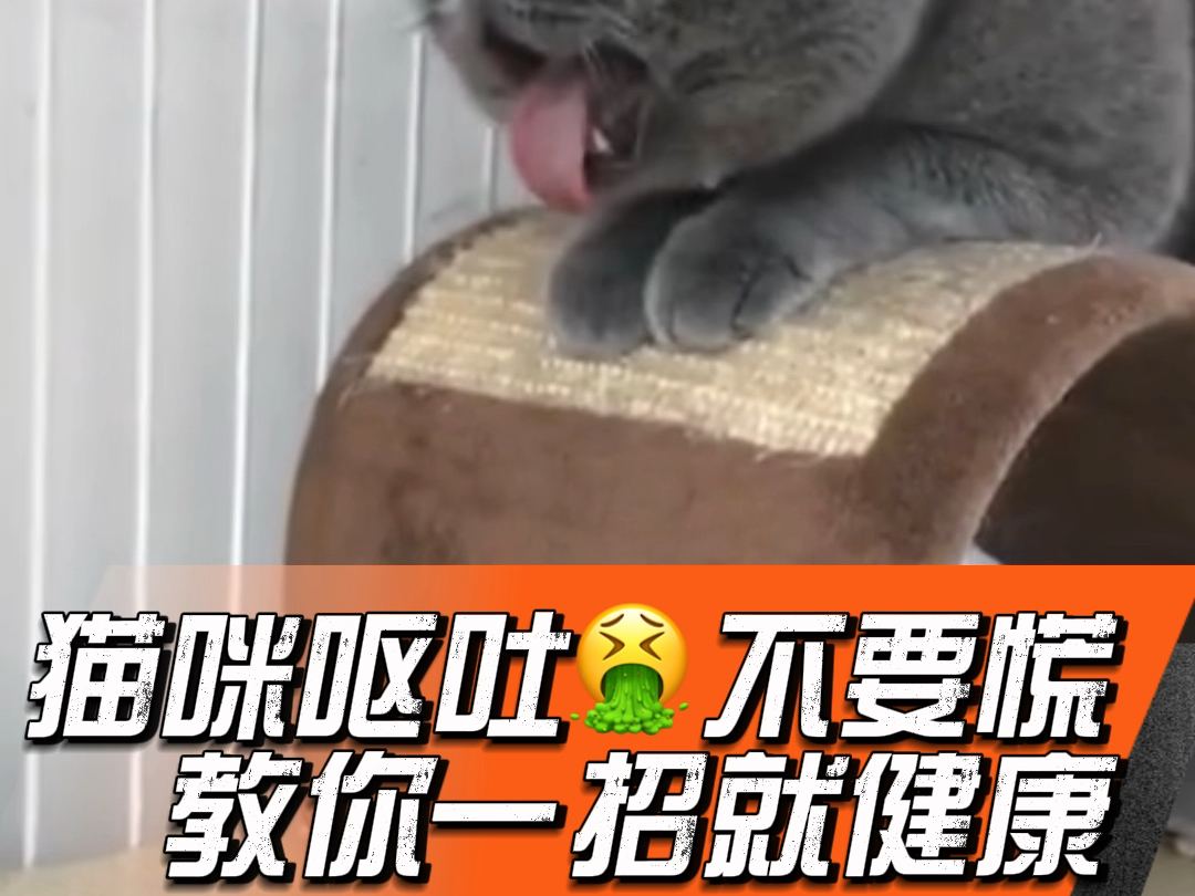 猫呕吐不要慌教你一招就健康哔哩哔哩bilibili