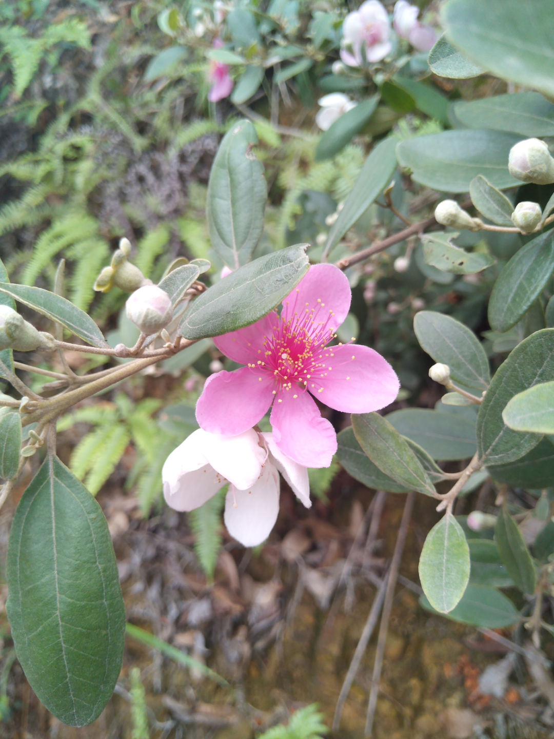 活动作品山上野生桃金娘花盛开太美了泪流满面