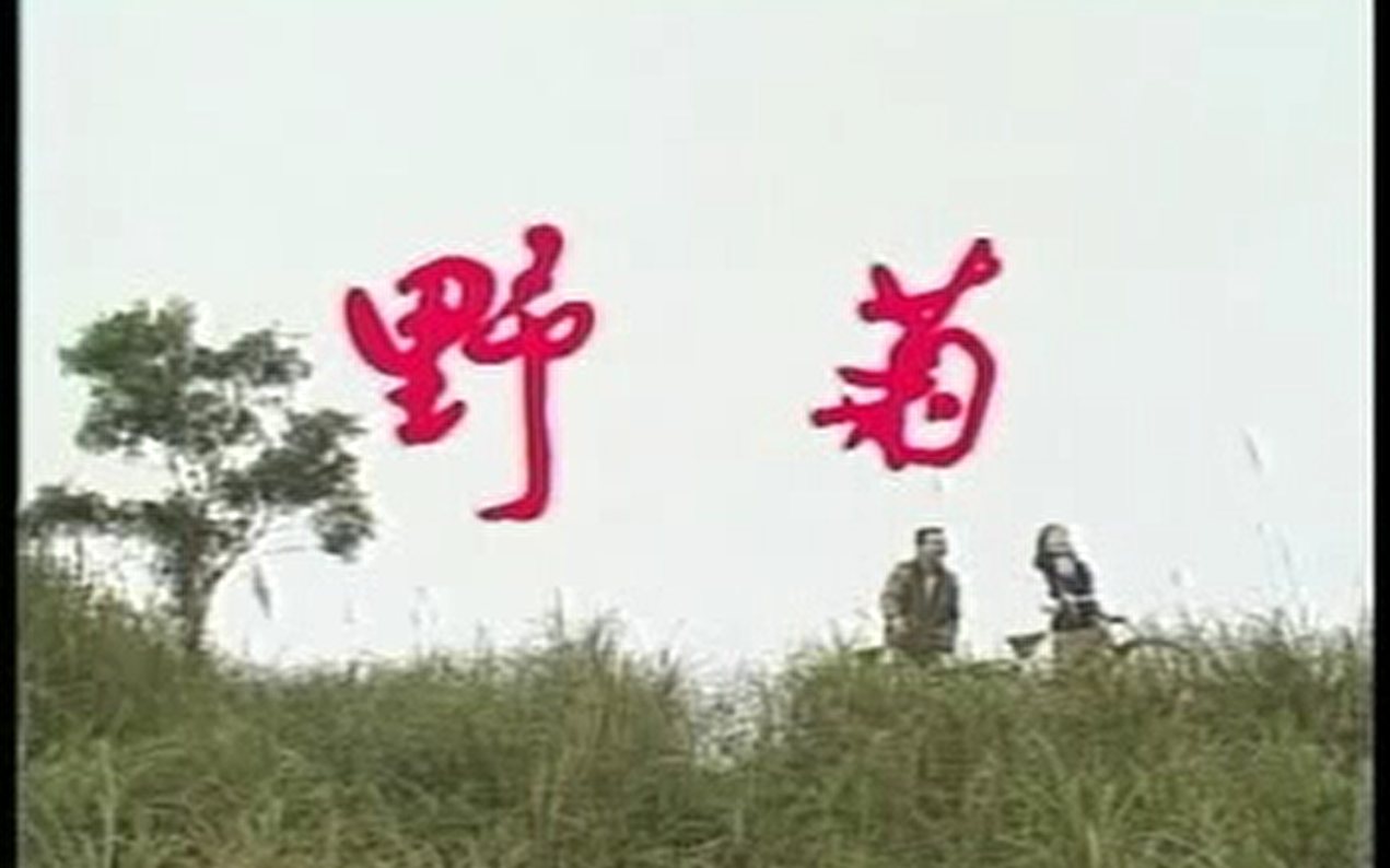 【花系列/王淑娟】1991 野菊 林秀莲cut(更新中)哔哩哔哩bilibili