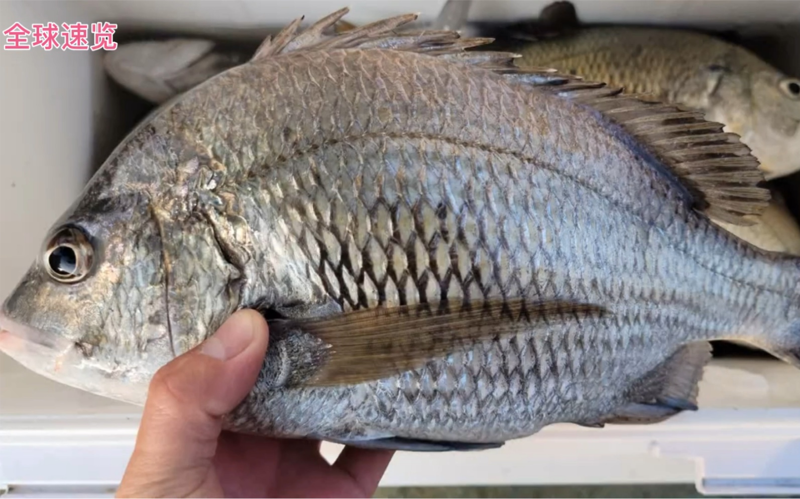 钓黑鲷专用的神饵 强烈推荐 黑牛拉爽爽 相信你没用过