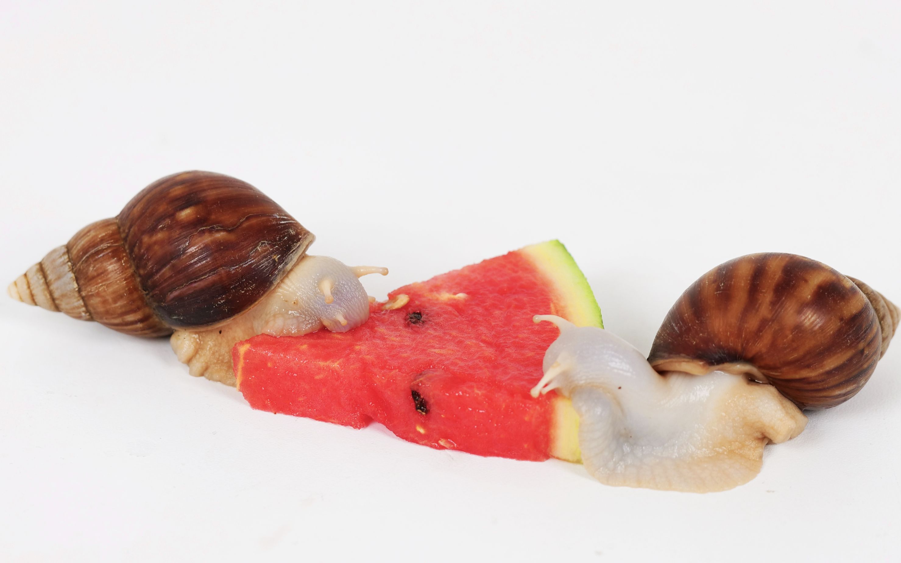 延时摄影蜗牛吃西瓜艾玛真香