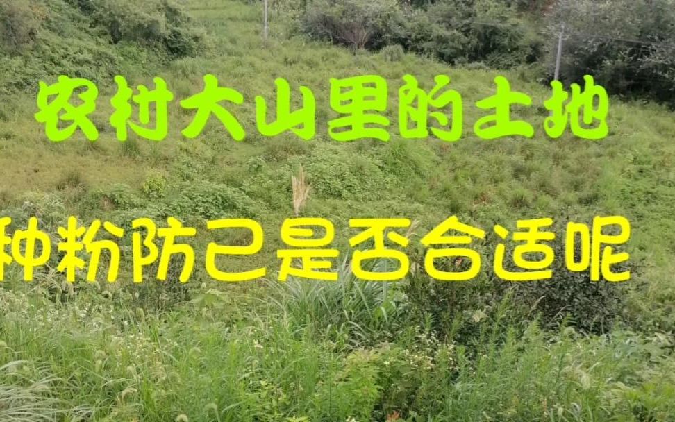 农村大哥承包10多亩地种粉防己,1亩地要6000元成本,到底值不值哔哩哔哩bilibili