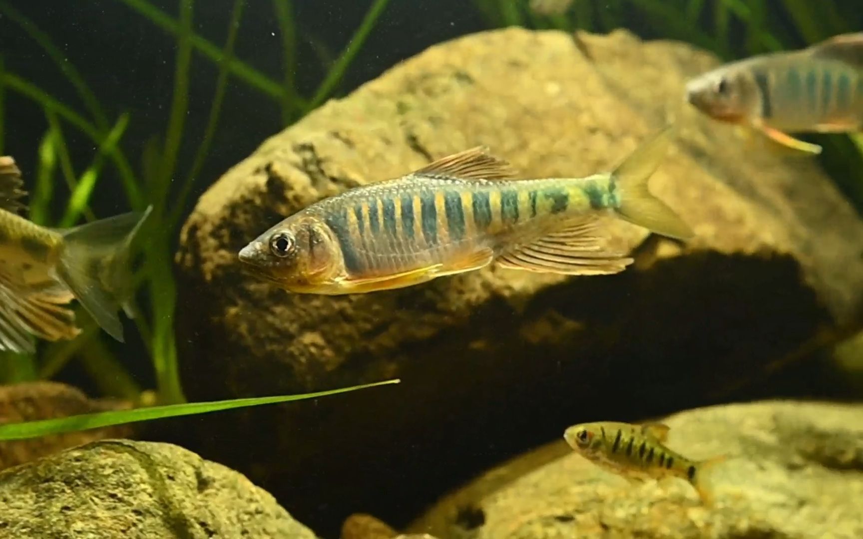 广东流域60原生缸的原生鱼状态(长鳍鱲,溪石斑,小巴)