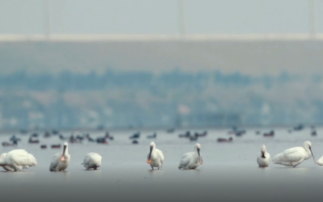 [图]#中国野生生物视频年赛#追鸟人