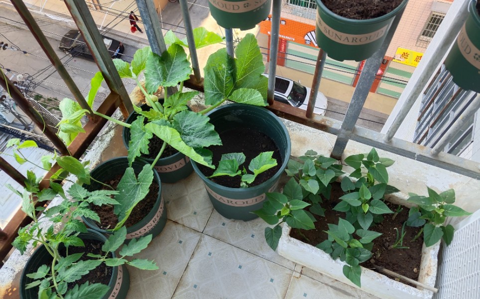 北阳台种菜记录-新手小白