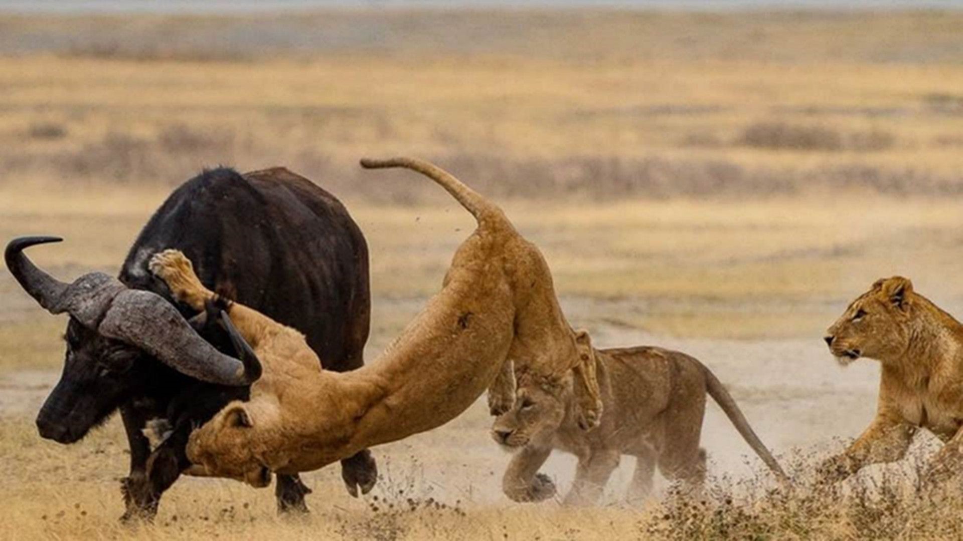 非洲雄狮与水牛恩仇录到底是遵守自然法则还是在乎骨肉亲情