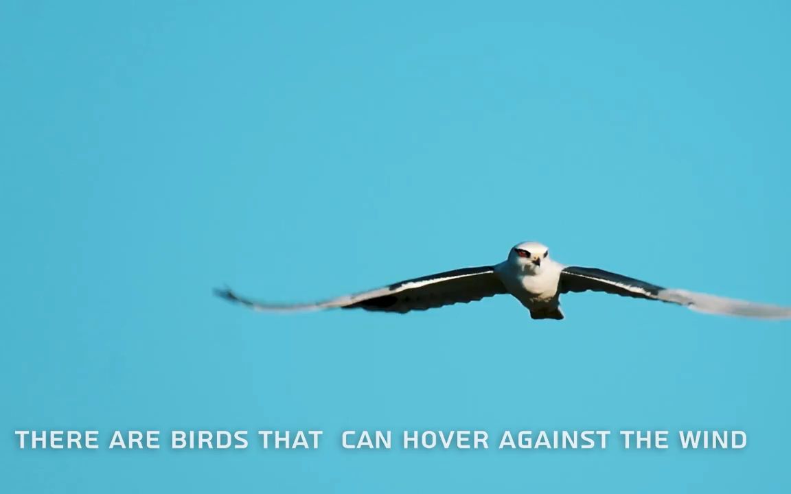 [图]How birds fly 鸟类飞行剪影