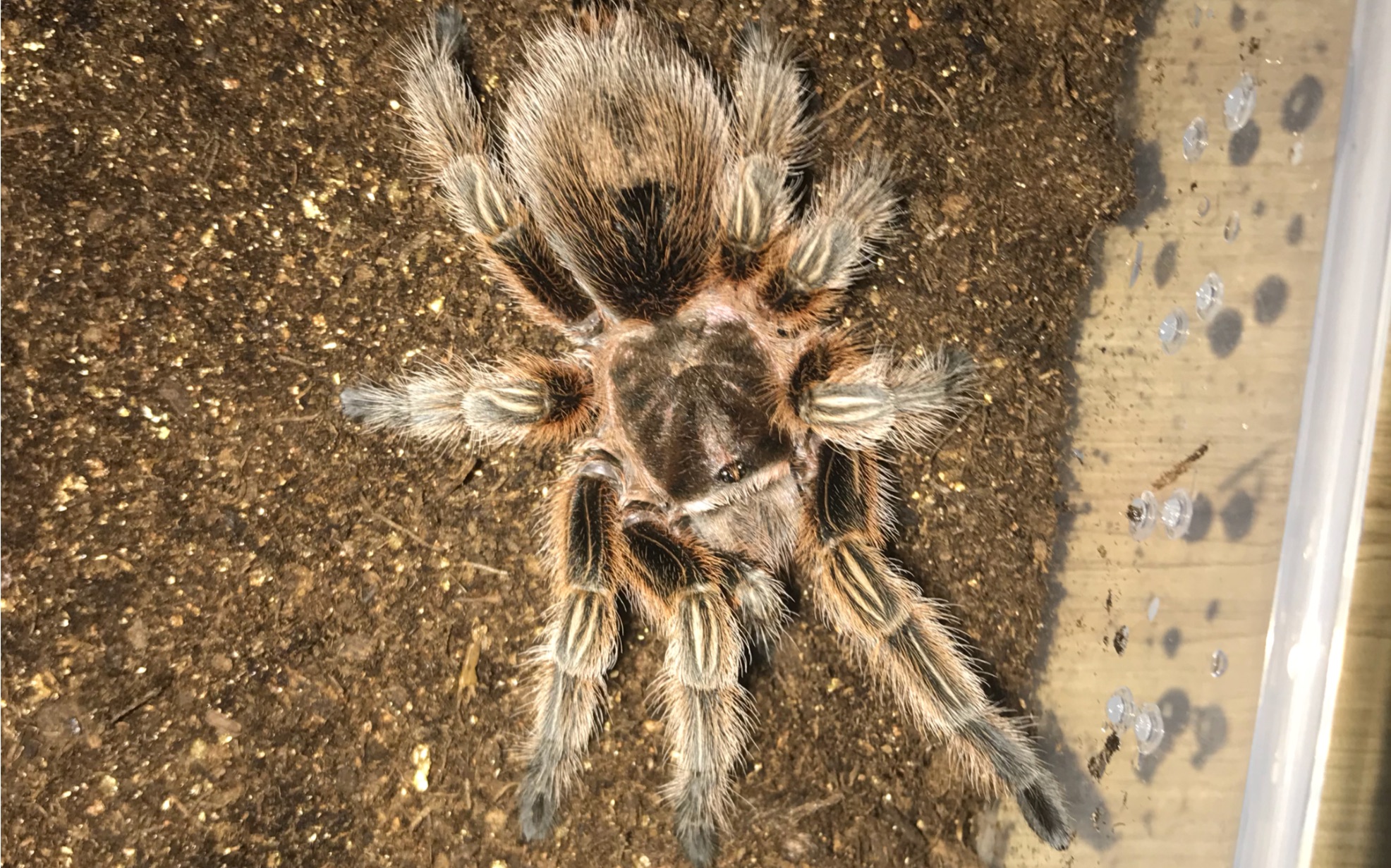 智利火玫瑰蜘蛛大母开箱这个120买的