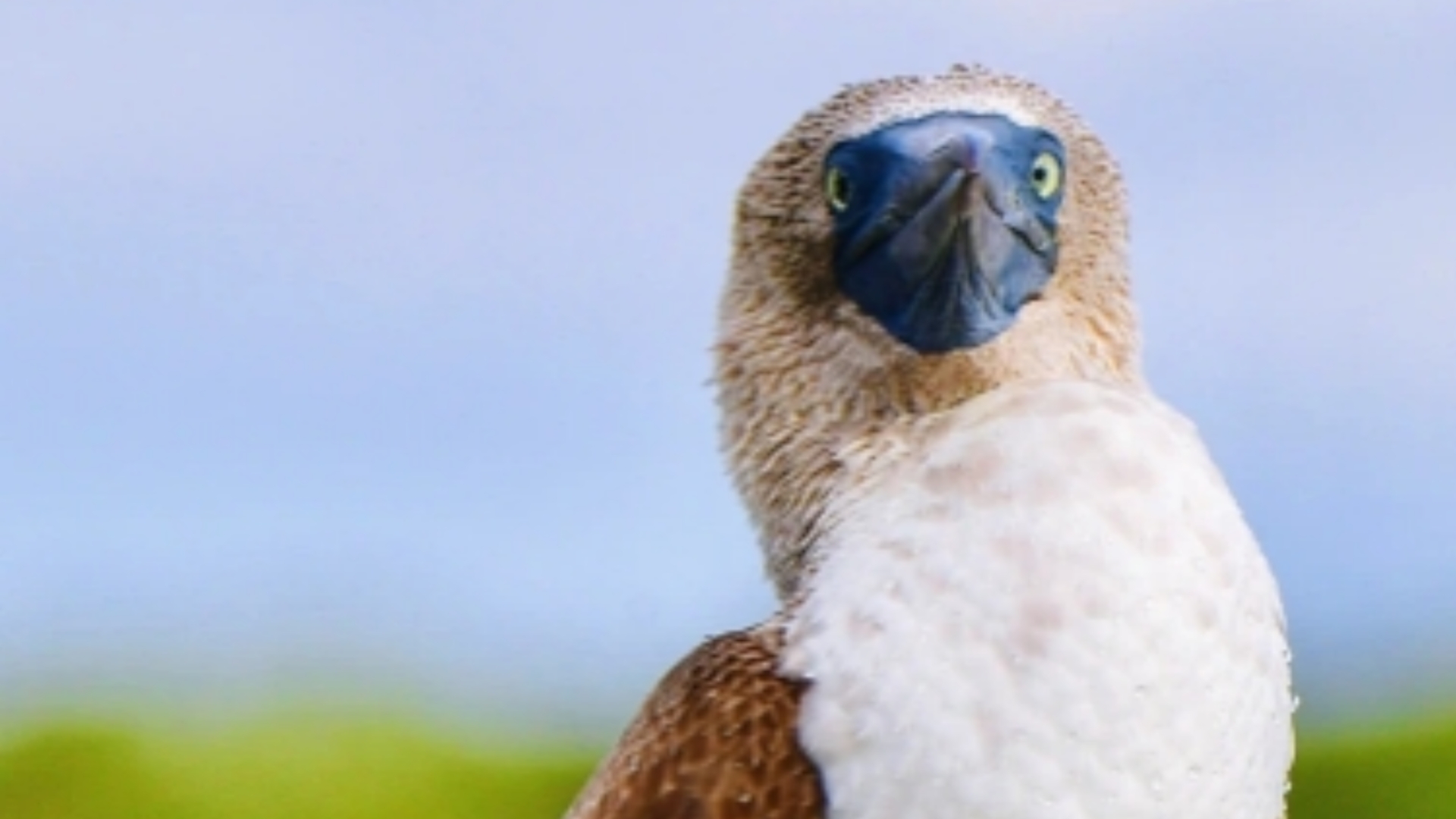 「物种小科普」蓝脚鲣鸟