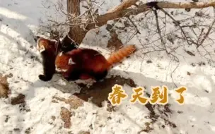 Video herunterladen: 【西野小熊猫】雪地中玩闹的小熊猫，居然还有能片