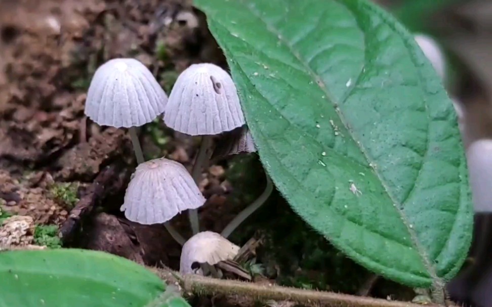 白小鬼伞——摄于广州六片山