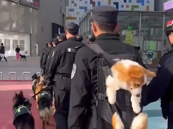 全国唯一在编柯基警犬福仔!谁家警犬出门还要背呀~哔哩哔哩bilibili