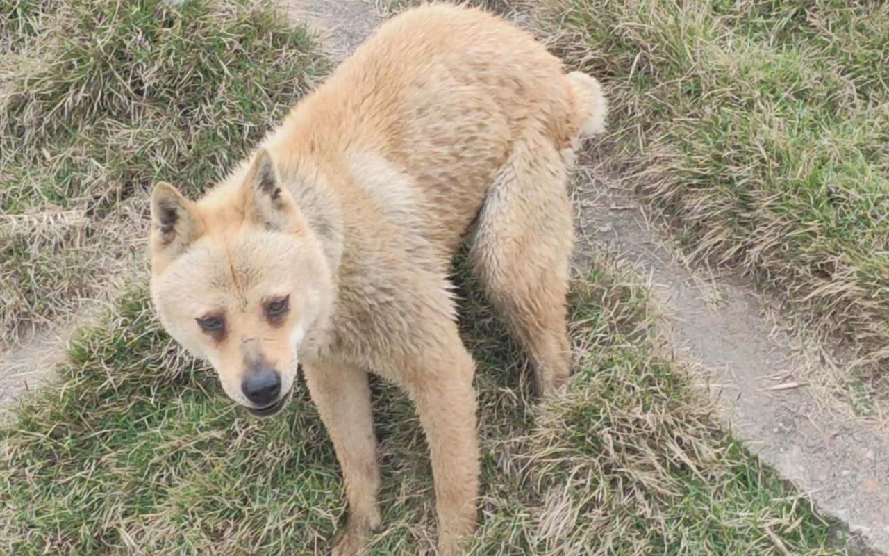 这只田园犬是兔子的尾巴三角眼,符合所有猎狗描述,狗贩子养的狗