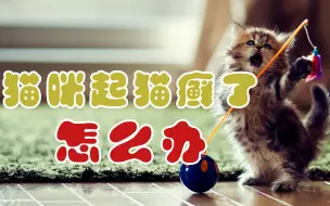 Download Video: 猫咪起猫癣了怎么办