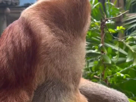 东南亚婆罗洲岛的特有物种:长鼻猴.雄性长鼻猴的鼻子越大,叫声也就越大,就能更加吸引异性...真是一种长相和声音都很独特的生物!哔哩哔哩bilibili