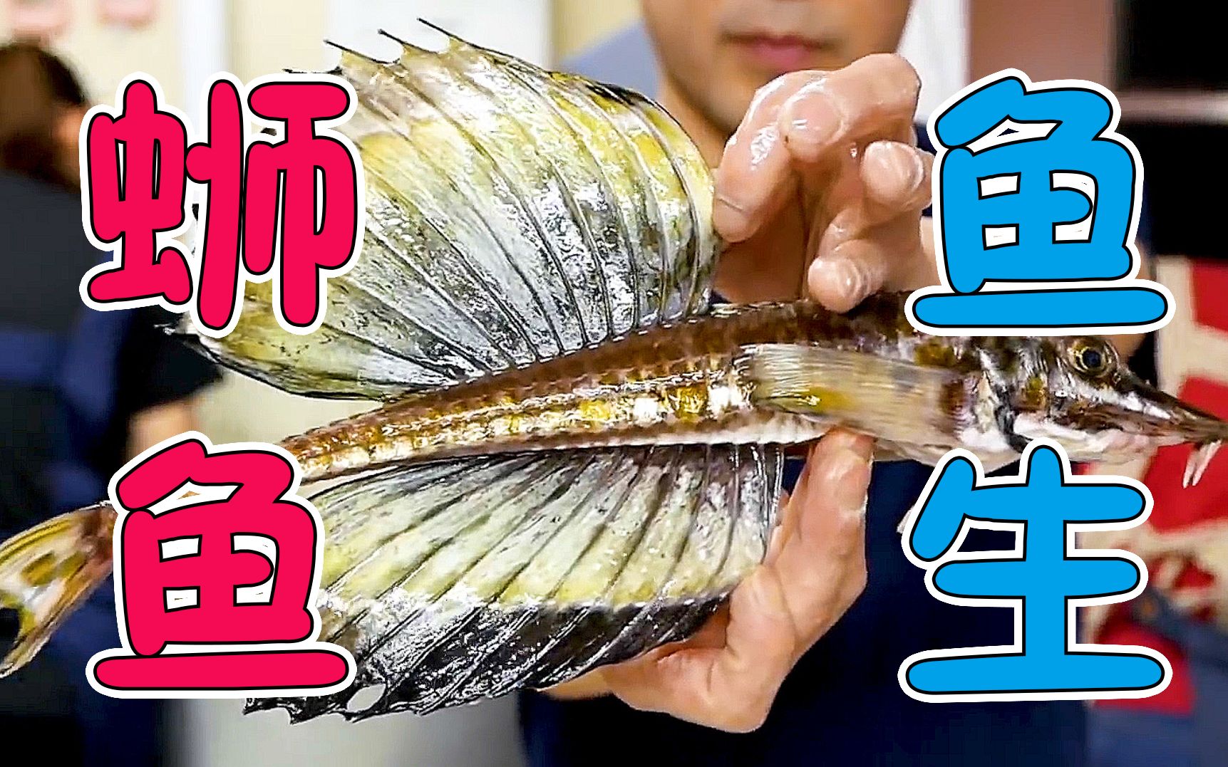 shijia世界美食之日本站 蛳鱼鱼生 制作成三文鱼和扇