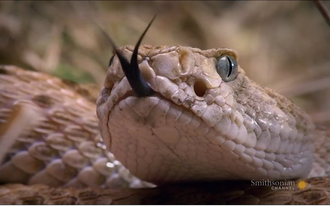 毒蛇女王.viper.queens.2016[高清][生肉]