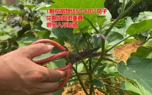 Download Video: 1颗茄苗想结50-60个茄子，花期修剪很重要，很多人不知道