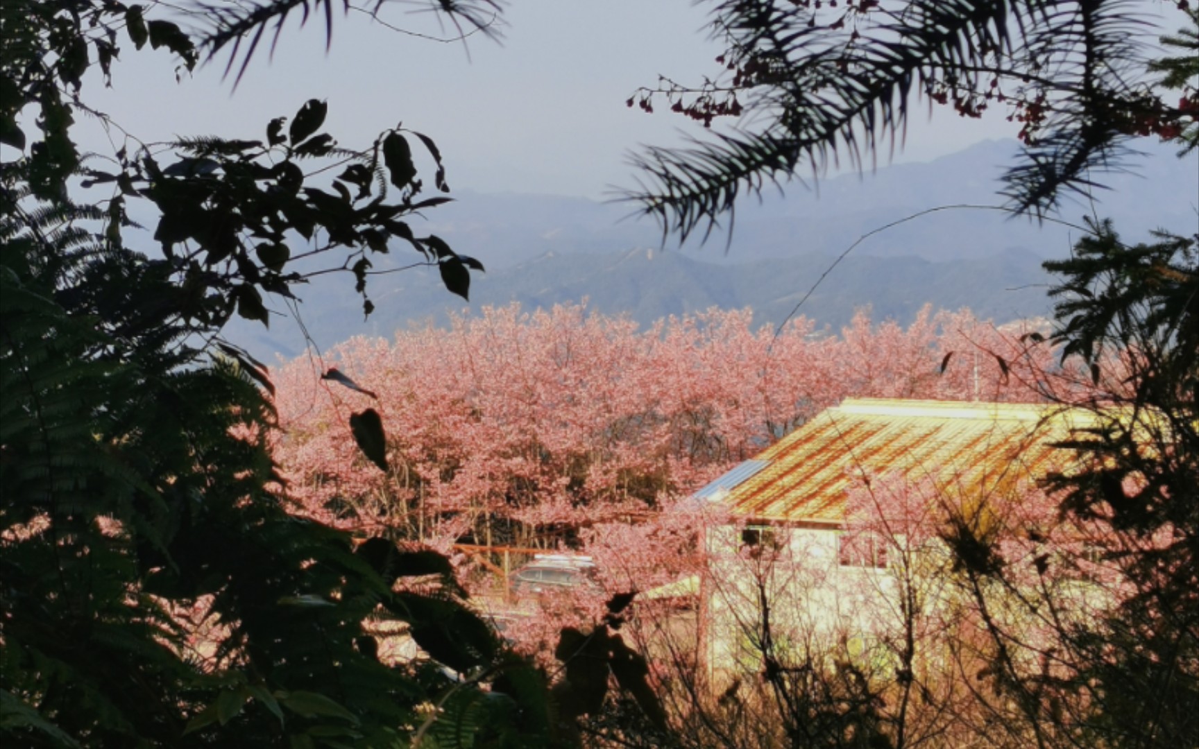 梅州明山嶂樱花图片