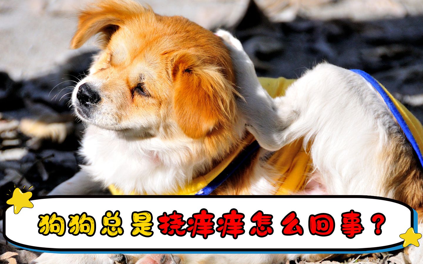 狗狗总是挠痒痒怎么回事