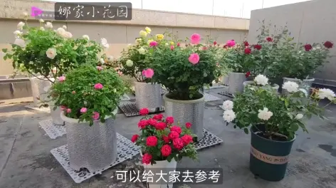 娜家小花园图片