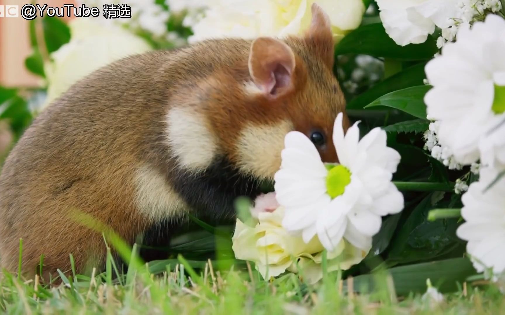 【bbc】纪录片可爱片段:仓鼠觅食记,在草地里摆上三支蜡烛会引来什么?