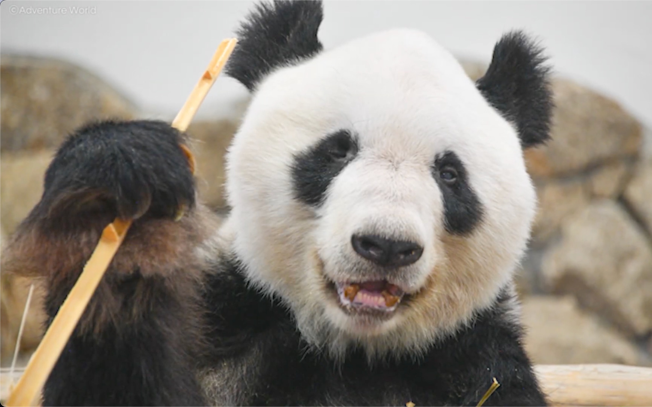 大熊猫永巴图片