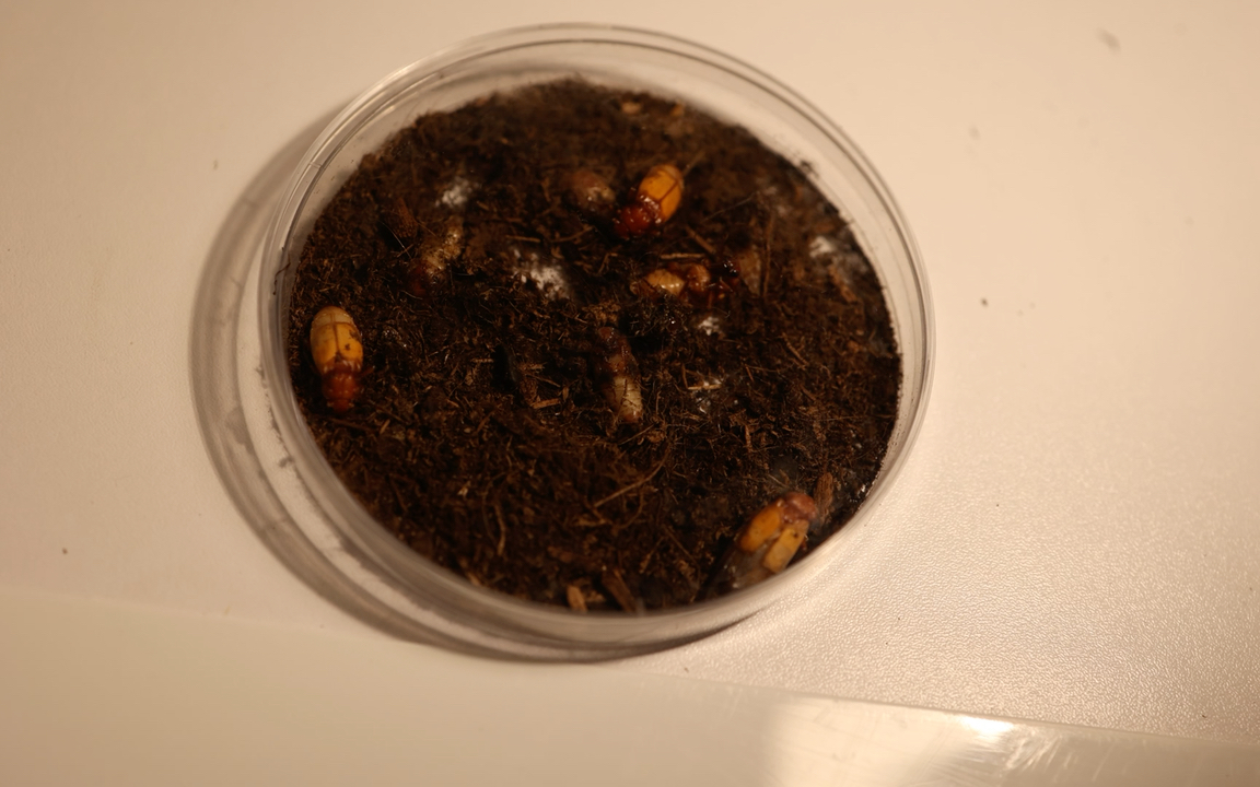 刚刚羽化的埋葬虫,其实还是有点可爱的
