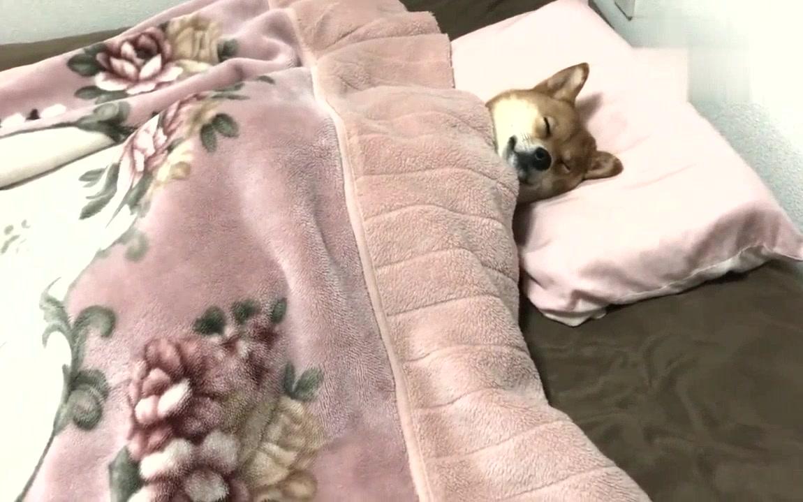 铲屎官回家睡觉发现柴犬居然在床上盖着被子熟睡