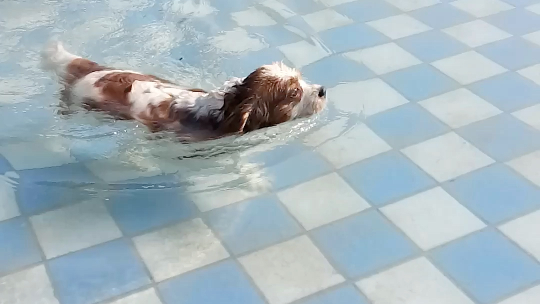 家有萌宠之骑士查理王-标准狗刨:小查游泳初体验
