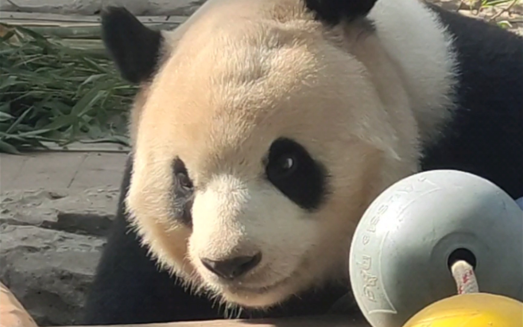 【大熊猫福星】胖大海初五中午吃枣糕