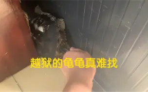 Download Video: 越狱的龟龟真难找，还有三个刀苗跟着大哥一起越狱