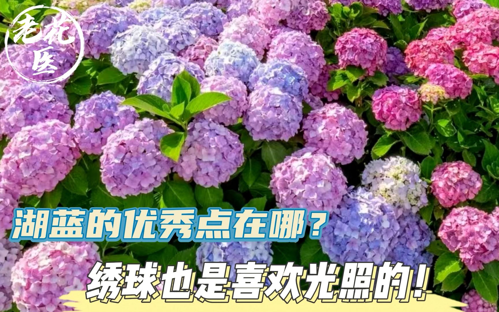 湖蓝的优秀点在哪?绣球也是喜欢光照的!绣球养护教学!哔哩哔哩bilibili