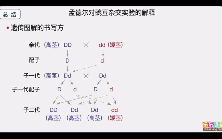 [图]八年级下册生物学 第18期 孟德尔对豌豆杂交实验的解释