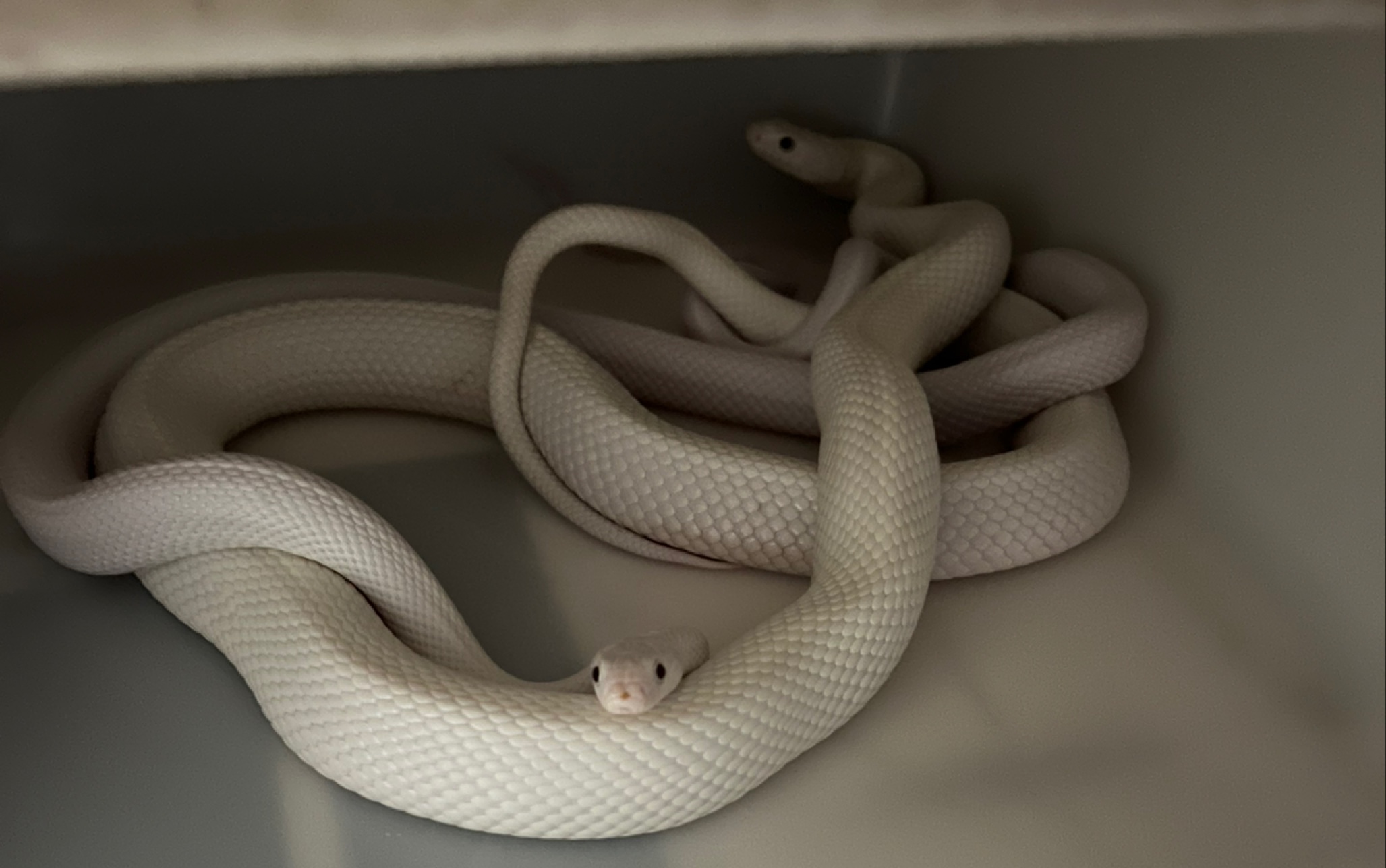 【白娘娘】怀孕中的白娘娘