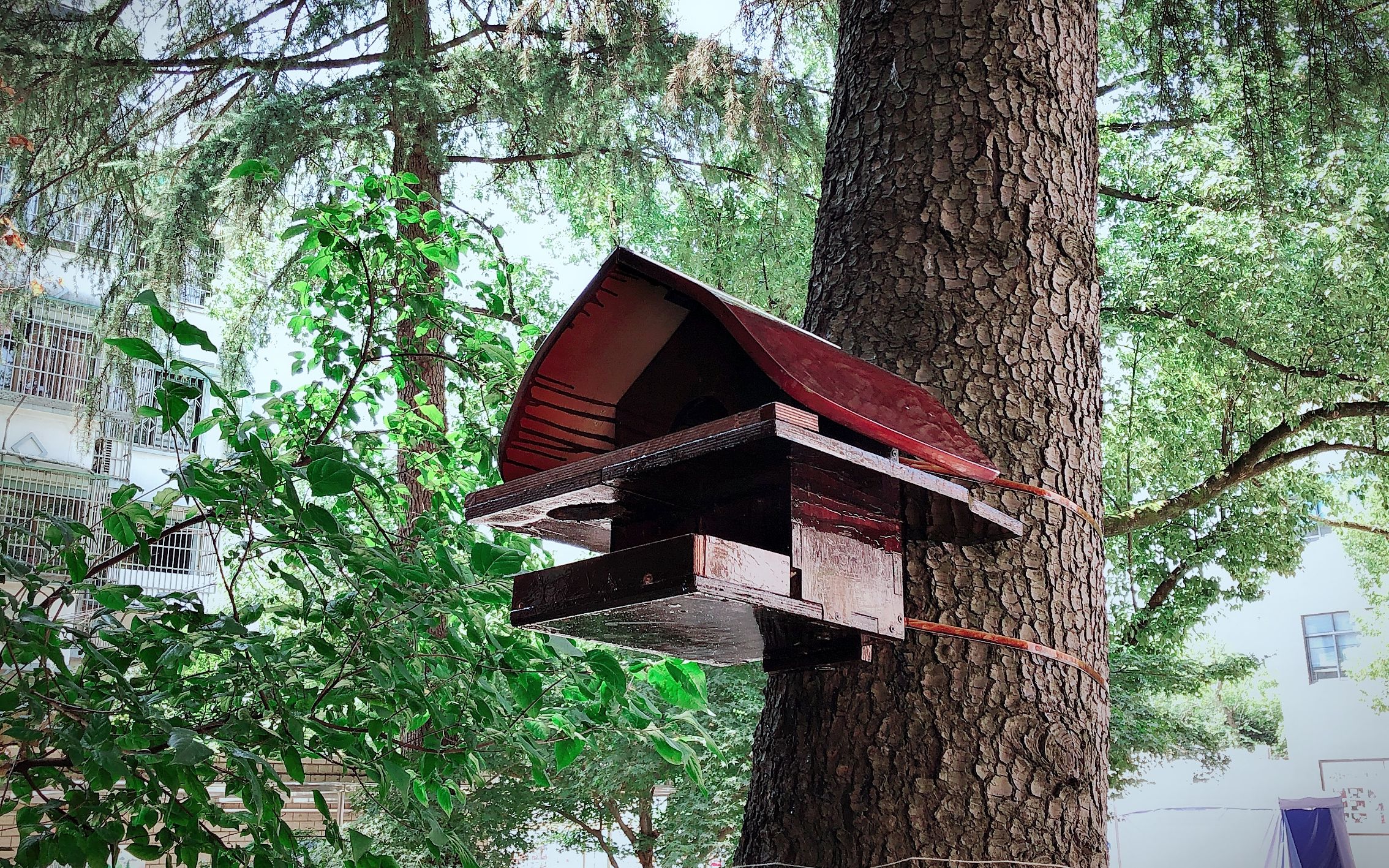 小盆友自制松鼠窝/松鼠小屋/squirrel house