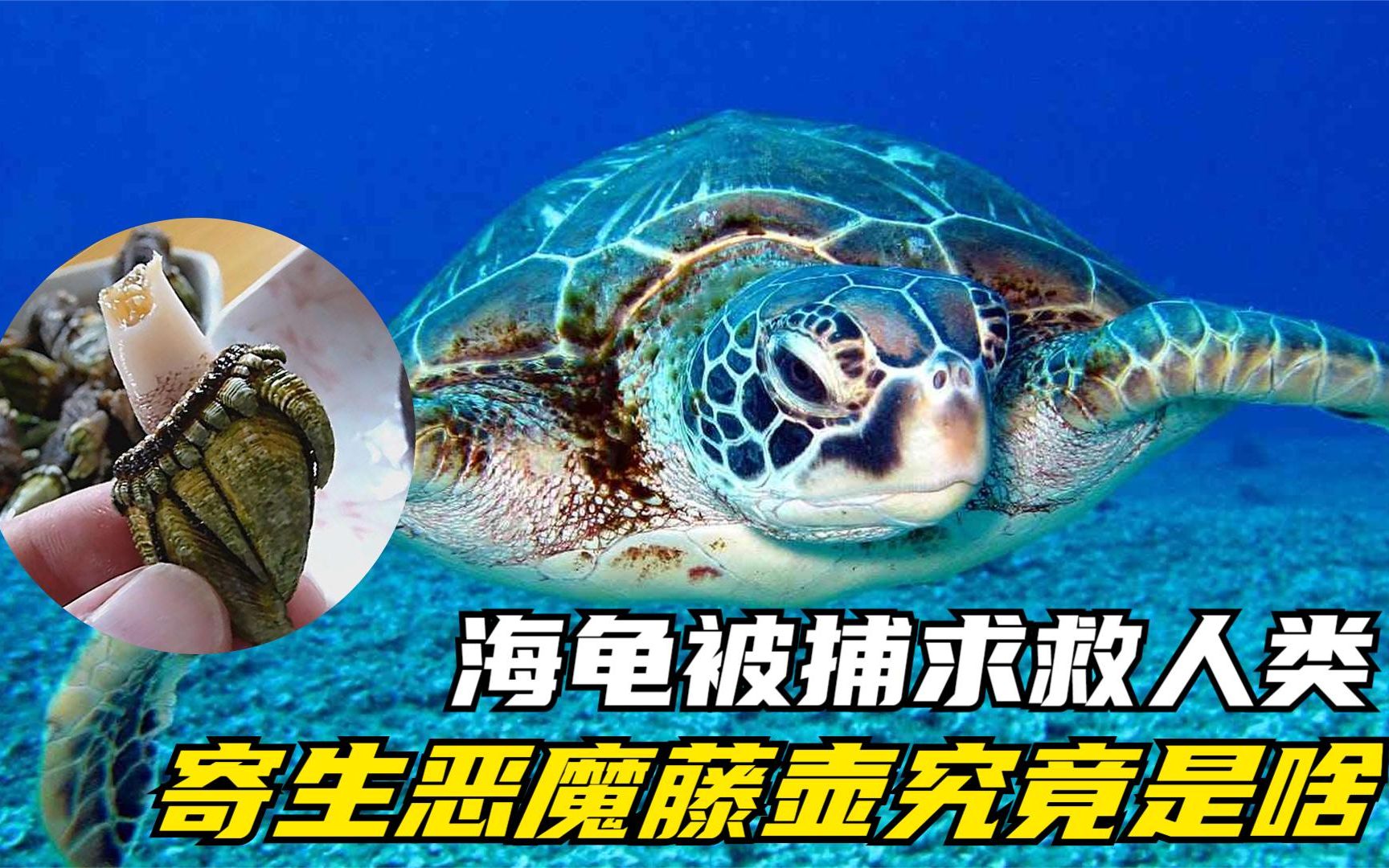 "寄生藤壶"究竟有多可怕?逼海龟向人类求救,它究竟有啥来头?